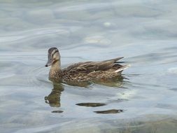 brown duck on the water in the lake