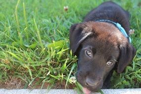 sweet brown labrador puppy