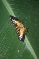 beautiful butterfly on a green leaf close-up