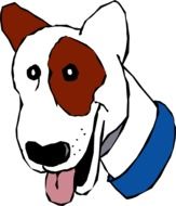 Head of White and Brown dog in Blue Collar, drawing