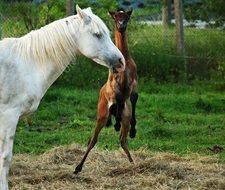 jumping young horse