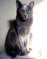 slate blue-gray domestic cat