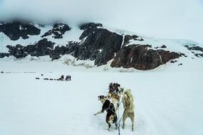 pulling sled dogs on the glacier