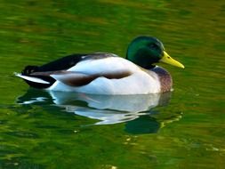 Duck with the grean head and yellow beak