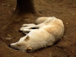 white wolf sleeping in the zoo