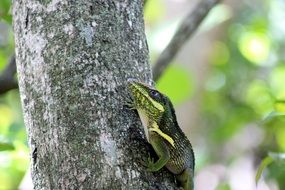 wild lizard on the tree trunk