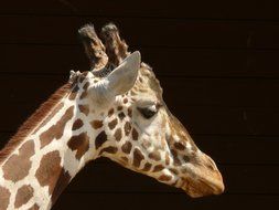 Giraffe Head, africa