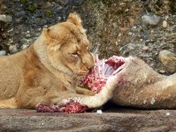 the lion eats its prey