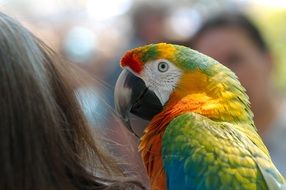 colorful ara sitting on the shoulder