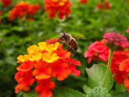 Lantana Bee Flower