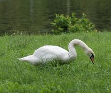 swan on green grass near the pond