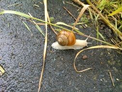 snail with the shell on the ground near green grass