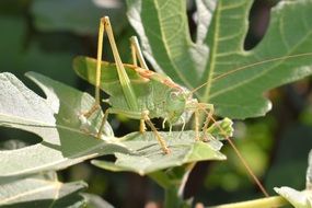 camouflaged green grasshopper