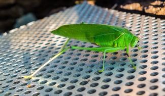 grasshopper on a metal grid