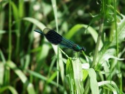 flying dragonfly on the background of summer grass close-up on blurred background