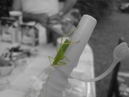 green grasshopper on a white tube