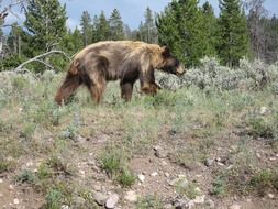 brown bear in the yellowstone national park