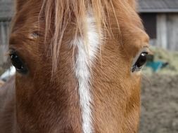 horse head with big eyes close up