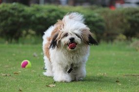 portrait of cute puppy on green grass
