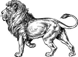 Lion Wild Animal drawing
