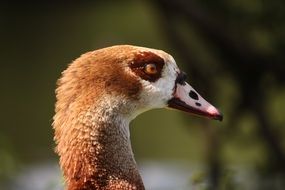 brown goose head