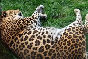 leopard sleeping on the grass
