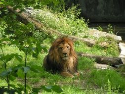 Lion lays down on grass