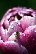 pink flower in raindrops