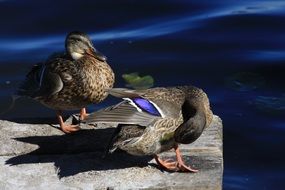 female ducks on the pier