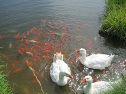 white geese and goldfish in pond
