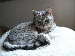 stunningly beautiful grey Cat