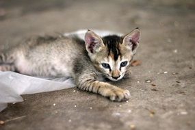 beautiful and cute small Kitten