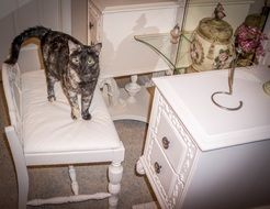 adorable domestic cat on the chair