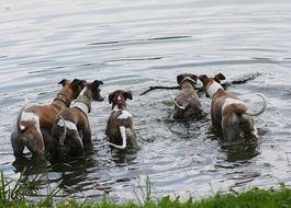 Dogs in river