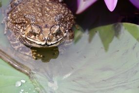 brown toad on the water lily leaf