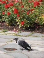 Crow and Rose Flowers