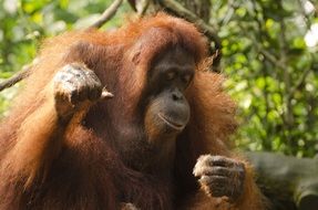 Cute Big orangutan among the plants is in the singapore zoo