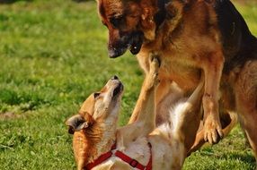 Dogs playing in the meadow