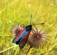 black beetle with red stripes on a flower close-up on blurred background