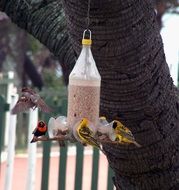 colourful Weaver Birds in Feeder