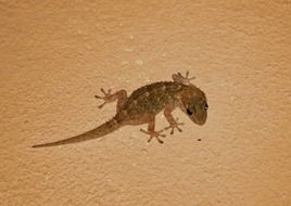 lizard on beige floor