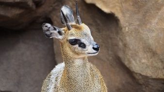 african antelope in wildlife