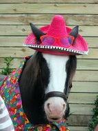 horse in a pink hat