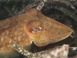 squid in mediterranean sea