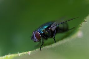 fly on summer plant close-up on blurred background
