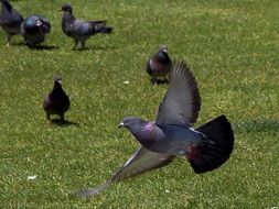 Pigeon Flying