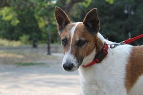 Brown and white Jack Russell puppy