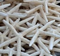 white starfish in a market square