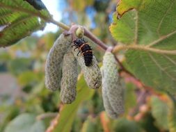 Larva of Ladybug on hazel catkins