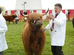 long haired scottish cows on show